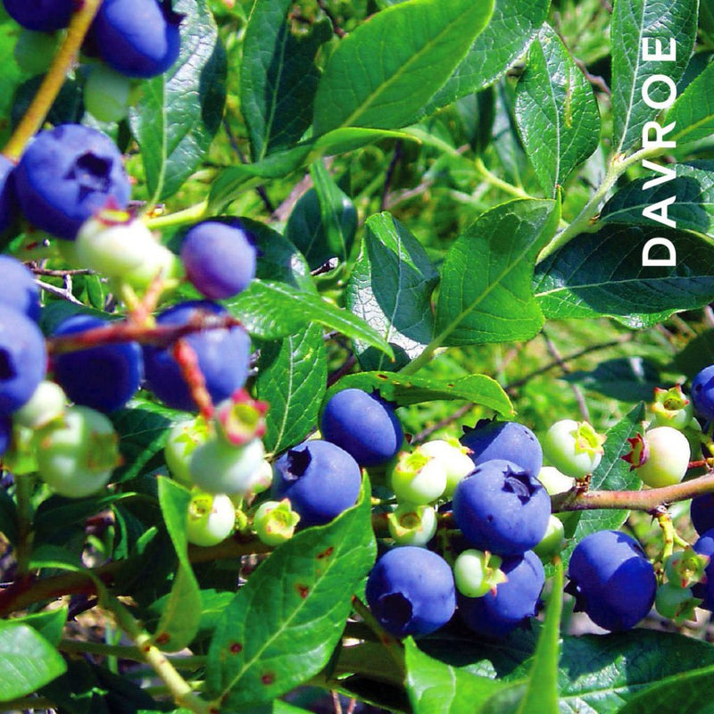 Load image into Gallery viewer, Davroe Smooth Senses Anti-Frizz Shampoo &amp; Conditioner 325ml
