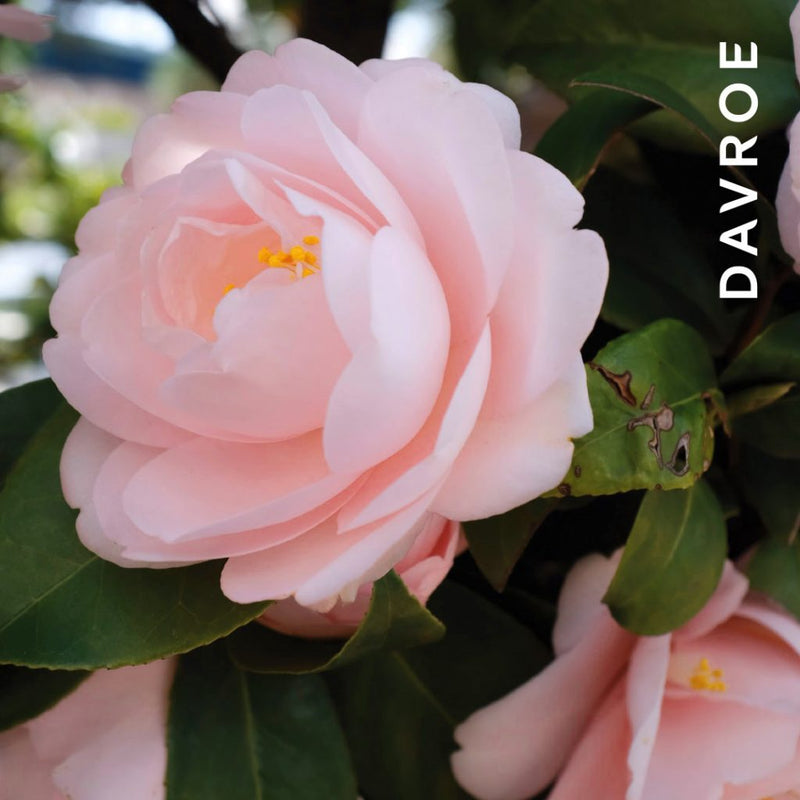 Load image into Gallery viewer, Davroe MCT Moisture Conditioning Treatment 1 Litre
