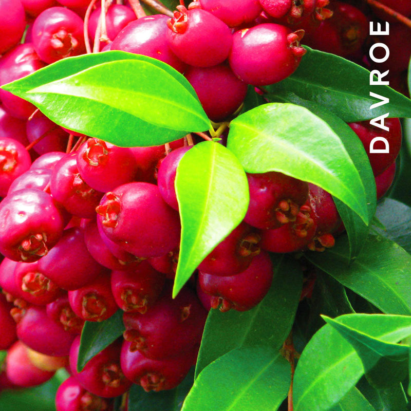Load image into Gallery viewer, Davroe Moisture Senses Hydrating Conditioner 1 Litre
