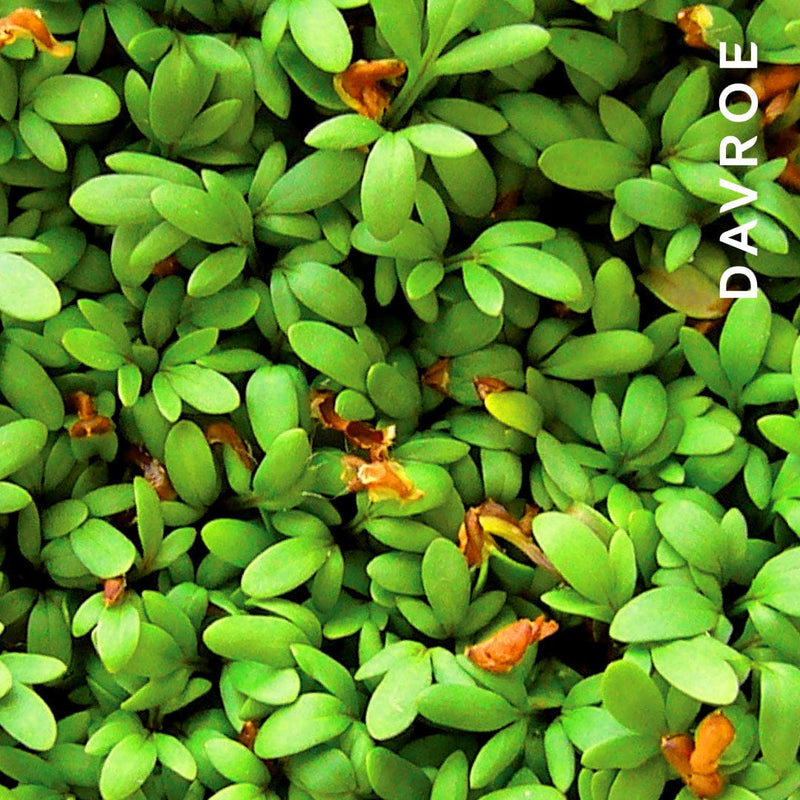 Load image into Gallery viewer, Davroe Volume Senses Amplifying Shampoo 325ml
