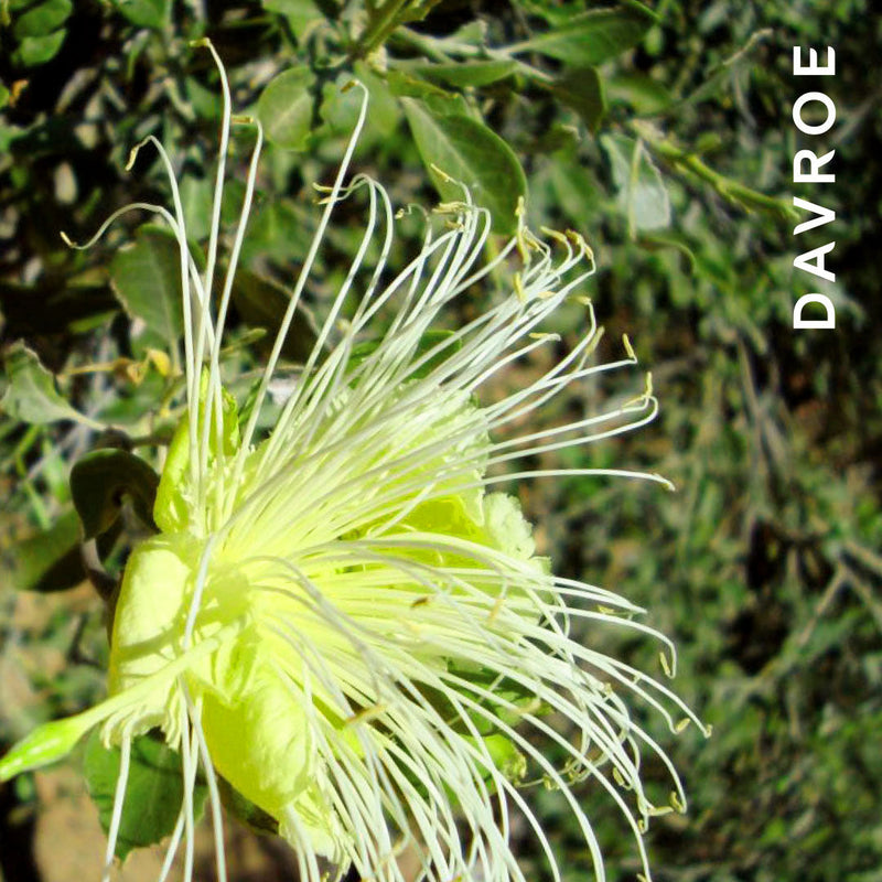 Load image into Gallery viewer, Davroe Fortitude Strengthening Conditioner 325ml
